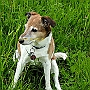 Parson._ Jack_ Russell_ Terrier4(4)